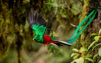 Quetzal volando