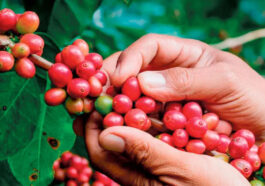 Mejores tipos de café en Costa Rica